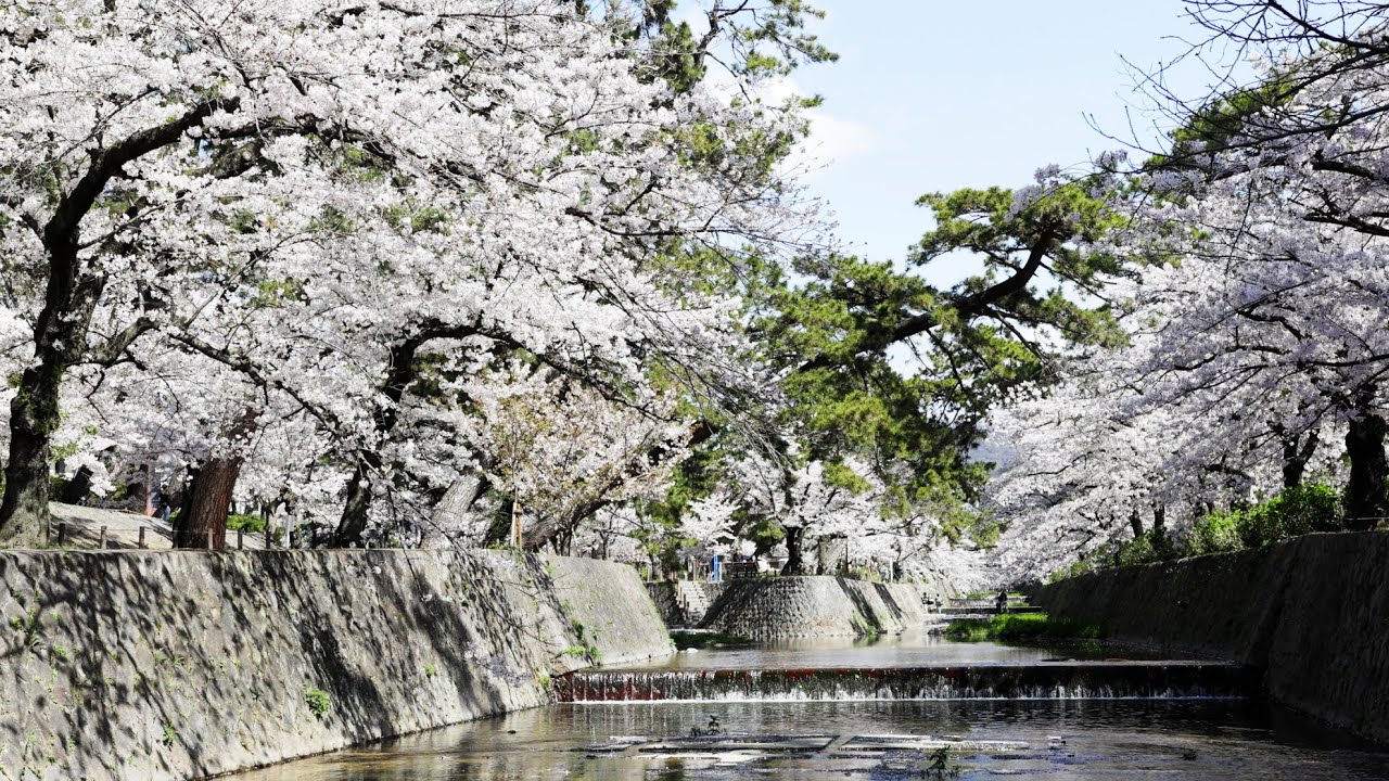 桜の上手な撮影方法 作例を見ながら考えてみる 神戸ファインダー