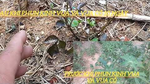 HẢO 4.0 ĐÃ PHUN KINH VUA  LÁ RỘNG VÀ VUA CỎ LÁ HẸP TRÊN MÌ HN 1 👉KẾT QUẢ ĐÃ CÓ MỜI ANH XEM NHÉ