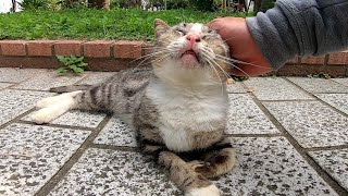 公園で寝そべっていた野良猫をナデナデしてみたら人懐っこい猫だった