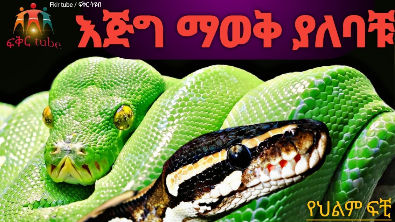 የህልም ፍቺ - እባብን በህልሞቻቹ ስትመለከቱ ፍቺዎቻቸውን ማወቅ የግድ ነው | ፍቺውን በዚ video ማግኘት ትችላላቹ  #ethiopia #የህልም