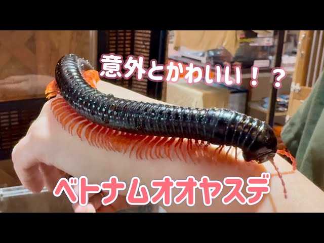 意外とかわいい！？ベトナムオオヤスデ‼︎（熱帯倶楽部東川口本店