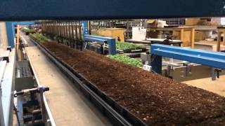 Download Lagu Transplanting Pansies MP3