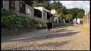 Mufasa male Tibetan mastiff puppy