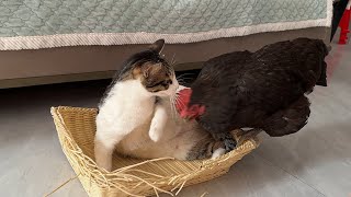 The cunning hen took the kitten for a fool❗The cat was angry and helpless! So funny and cute