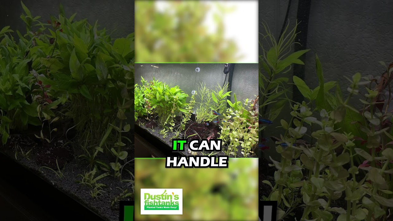 Bacopa caroliniana 'Yellow flame' (GOLDFISH PROOF!) – DustinsFishtanks