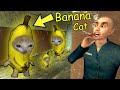 Never look at banana cat