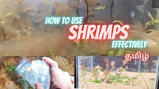 How to use shrimps as scavengers in a planted aquarium #aquarium #aquascaping #pets #fishtank #fish