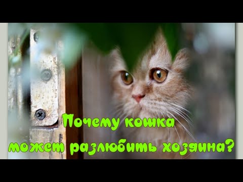 Почему кошка может разлюбить хозяина Why a cat can stop loving its owner