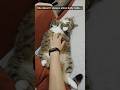 A rare belly rub moment with Markiza 💖🐾