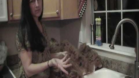 HOW TO WASH ALPACA FLEECE/FIBER PART ONE