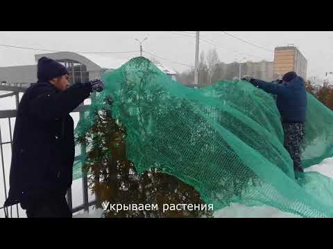 Видео Укрытие хвойной изгороди