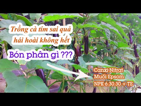 Video: LàmCây Cà Tím Cần Hỗ Trợ: Mẹo Cất Cà Tím Trong Vườn