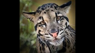 LEOPARD PRANK!   In Camden Town! 720p