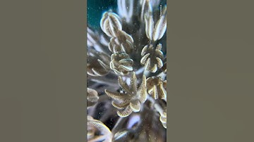 Pulsating Xenid: The Coral That Moves!