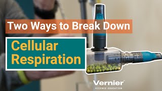 Two Simple Ways of Breaking Down Cellular Respiration for Your Students Webinar