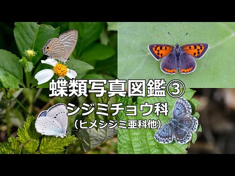 蝶類写真図鑑③～シジミチョウ科（ヒメシジミ亜科他） - YouTube