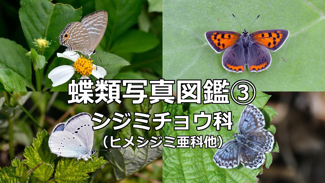 蝶類写真図鑑③～シジミチョウ科（ヒメシジミ亜科他） - YouTube