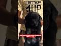 Black Labrador – The Most Loyal & Friendly Family Dog 🖤🐶 #shorts #ashishsaxena #shortsviral