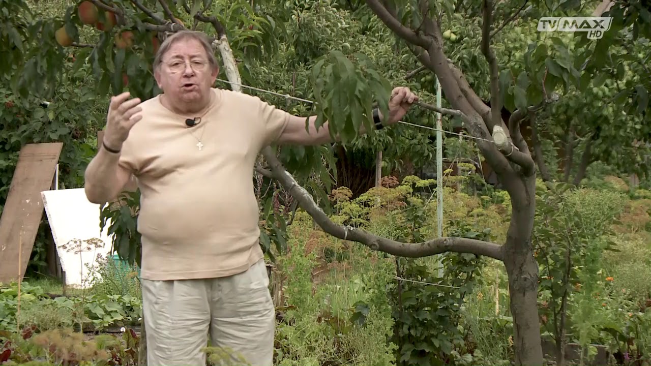 Ogród na miarę - 2018.08.01 - Morele i brzoskwinie