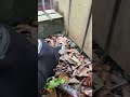 キモいヤモリ
