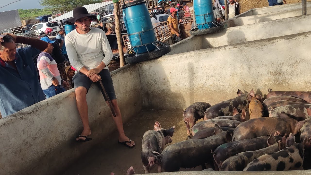 Feira do Bode , cabra , Carneiro , ovelhas, Porco e Bacurinhos de Tabira-PE 25-02-26
