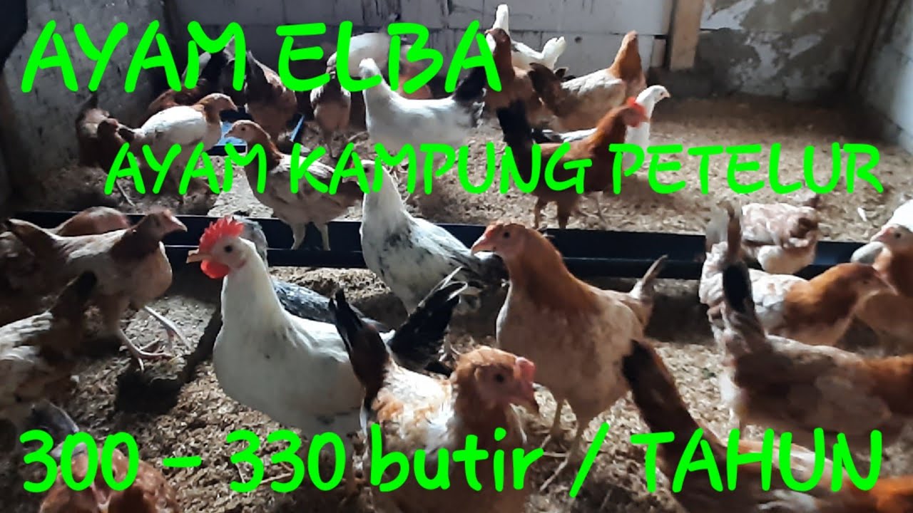 AYAM ELBA (AYAM KAMPUNG PETELUR) 