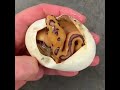 Bir Canlının Doğuşu: Yavru Yılan Yumurtadan Çıkıyor! 🐍🥚 #shorts #doğa