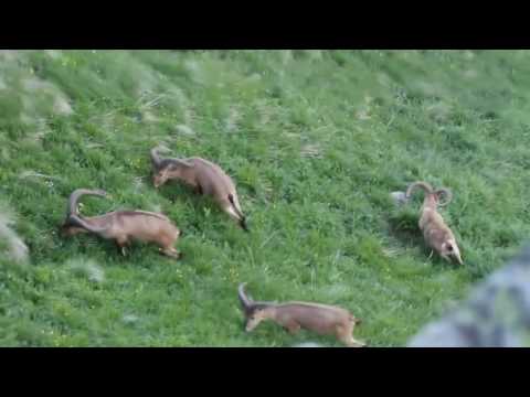 ჯიხვები ლაგოდეხის დაცულ ტერიტორიებზე