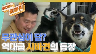 [#개는훌륭하다] 일촉즉발! 역대급 시바견 '현식' 피말리는 대치훈련의 시작! 강훈련사와의 계속되는 대치 🐶ㅣKBS 220321 방송