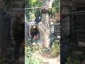 Woodworking project gummy tree cutting techniques #shortvideo #treecutting #chainsaw