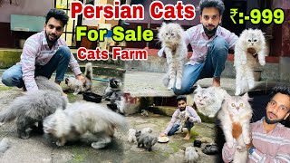 Persian Cats For Sale | Persian Kitten’s Cheap Price | persian cat | persian cat price in india