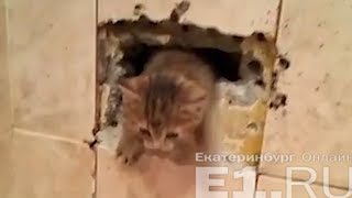Дежавю? Второй котёнок упал в ту же дыру с 9-го Дежавю? Второй котёнок упал в ту же дыру с 9-го