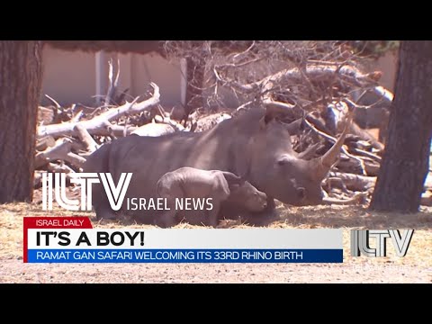 Ramat Gan Safari welcoming its 33rd rhino birth