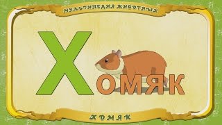 Мультипедия Животных. Буква Х - Хомяк