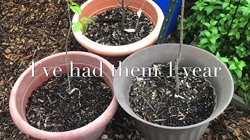 Episode 192: More Fruit Trees. Why I named my Fuyu Persimmon Tree after Leadfarmer73.