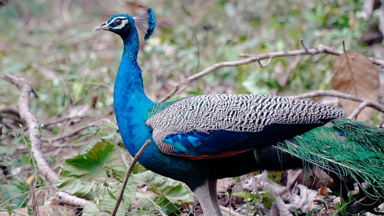 NATIONAL BIRD | The Indian peacock | royalty free stock footage