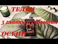 ТЕЛЕЦ: 3 главных события ОСЕНИ🍃на картах таро #телец#таро#гороскоп#сентябрь#октябрь#ноябрь#осень