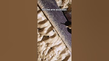 Huge Ants Nest in Insulation Foam!