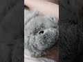 #yutubeshorts #cute #cuterabbit #rabbit #kpop #yena #catchcatch #mycuterabbit #music #subscribe