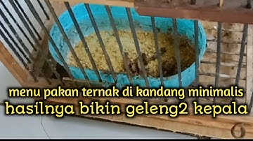 Menu ternak di kandang minimalis gantung hasilnya lancar terus