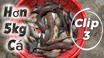 Hơn 5kg Nước Rút Cá Gom (Clip 3) Câu Nhấp Câu Nhóng Cuối Mùa Lũ Buổi Chiều Ngày 2/12/2025 Phá Kỷ Lục