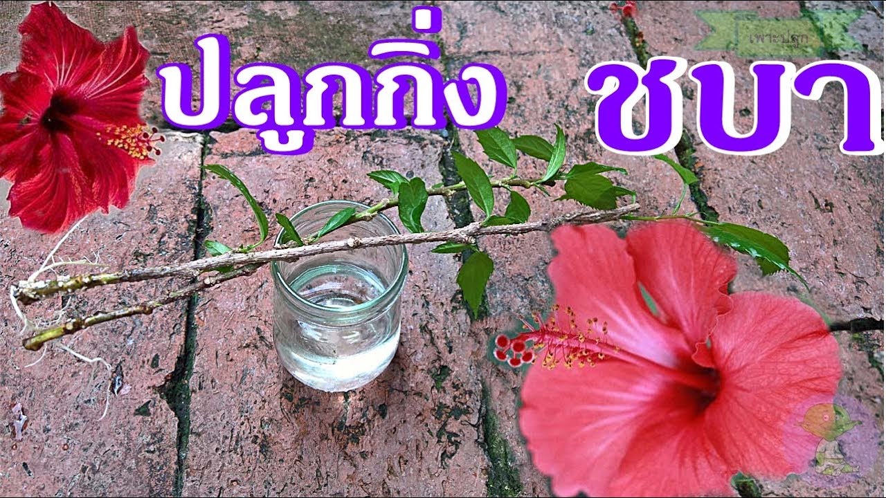 ดอกชบา”Hibiscus – Flowers In Thailand