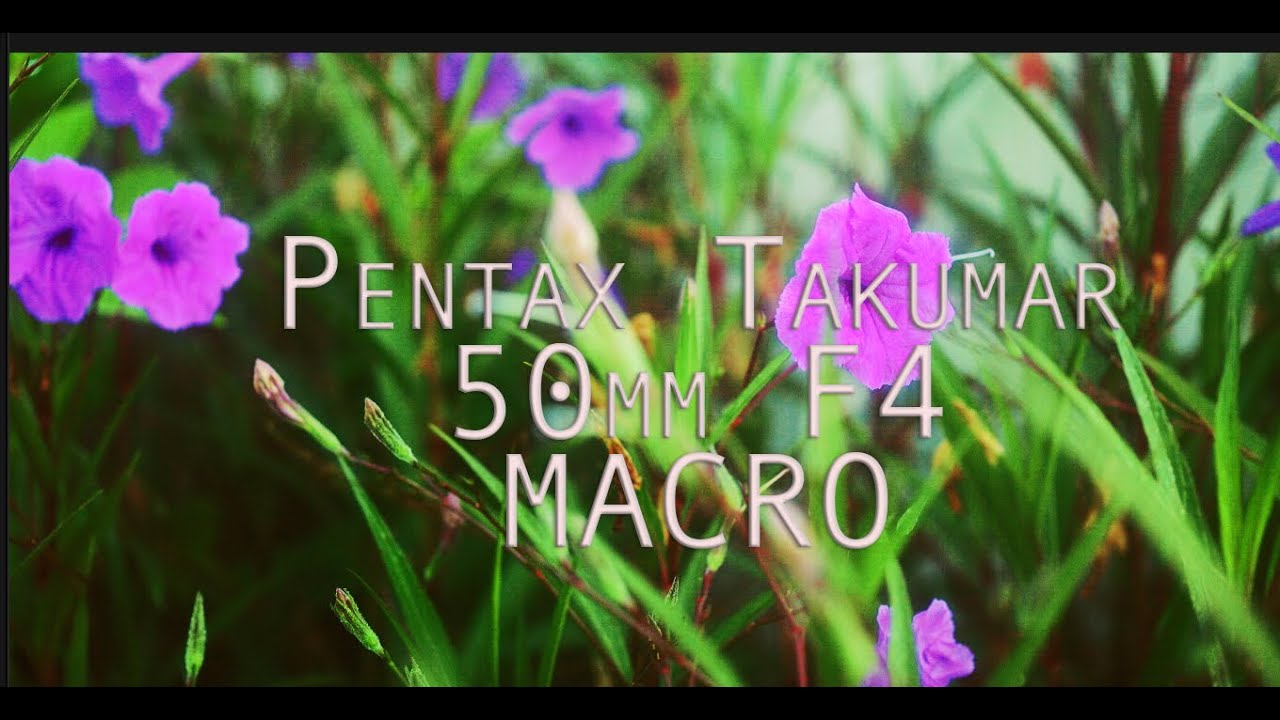 50mm Takumar f4 MACRO