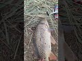 Это лужа не простая ,в ней что то водится .