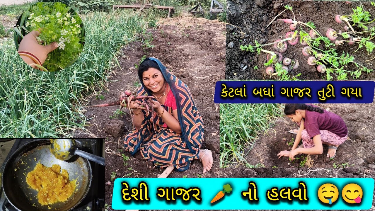 દેશી ગાજરનો હલવો 🥕🤤😋//કેટલા બધા ગાજર તૂટી ગયા