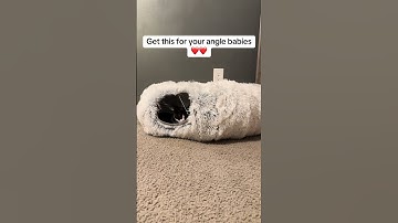 My Favorite Cat Toy Right Now - #fok #catnip #kittys #kittycats #tuxedocat