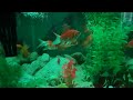 Tropical Aquarium Live I Chill Stream for Mindfullness & Focus #relaxingvideo #calmstream