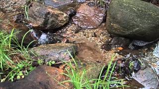 Canadian stream, no shrimps @igorKanshyn