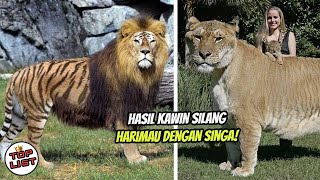 SULIT DIPERCAYA!, Inilah Beberapa Hewan Hybrid Hasil Perkawinan Silang Hewan Beda Spesies! SULIT DIPERCAYA!, Inilah Beberapa Hewan Hybrid Hasil Perkawinan Silang Hewan Beda Spesies!