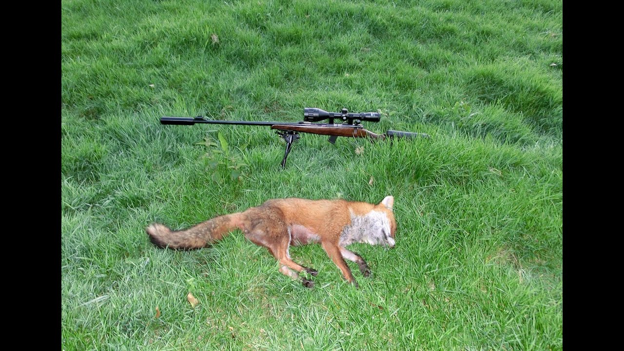 Fox Hunting 22lr Subsonic. YouTube